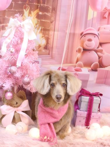 20241221桃ちゃん